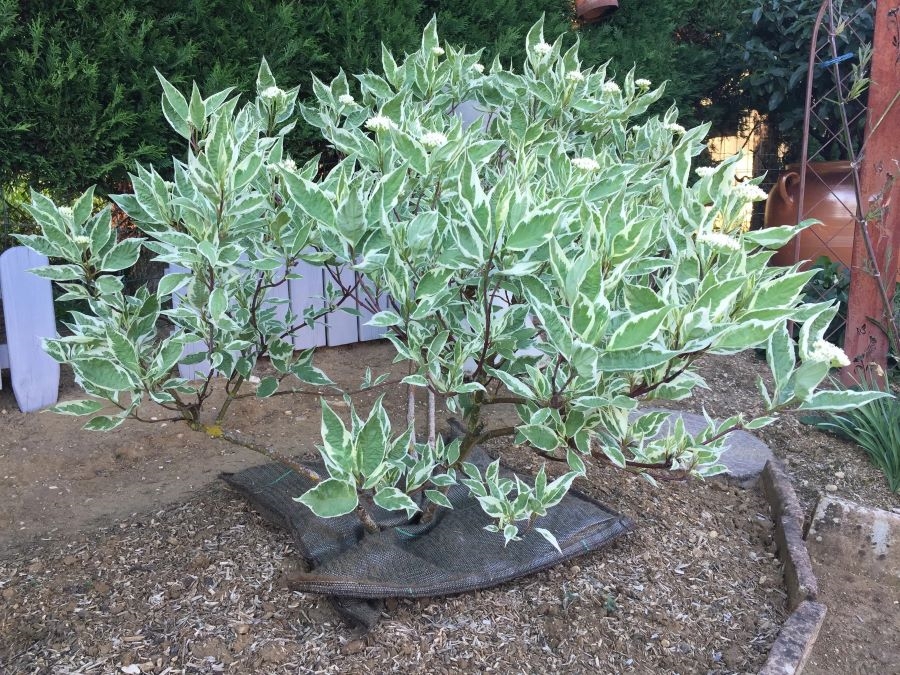 Coussin d’arrosage à libération lente, Treebed de 1 à 5 litres