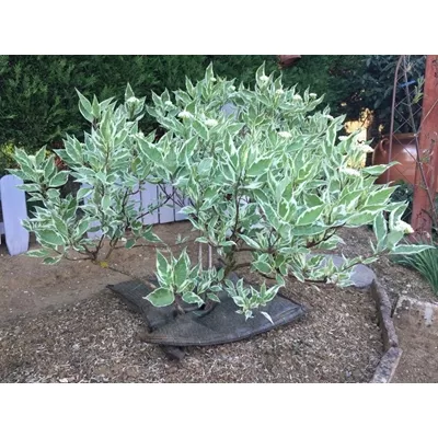 Coussin d’arrosage à libération lente, Treebed de 1 à 5 litres