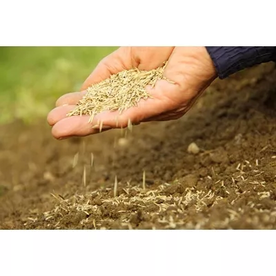 Semence à gazon pour création ou regarnissage, sac de 10 kg (~300 m²)